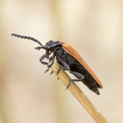 Porrostoma rhipidium (Long-nosed Lycid (Net-winged) beetle) at Hawker, ACT - 6 Jan 2021 by AlisonMilton