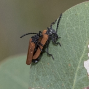 Porrostoma rhipidium at Hawker, ACT - 6 Jan 2021