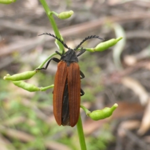 Porrostoma rhipidium at Parkes, ACT - 8 Jan 2021 12:41 PM