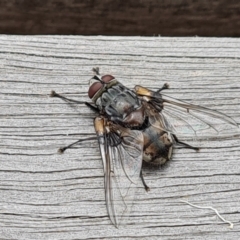 Rutilia (Donovanius) sp. (genus & subgenus) (A Bristle Fly) at Parkes, ACT - 8 Jan 2021 by Mike