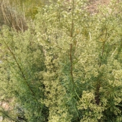 Cassinia quinquefaria (Rosemary Cassinia) at Hackett, ACT - 8 Jan 2021 by abread111