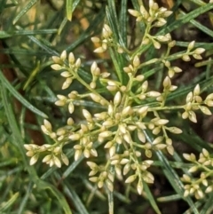 Cassinia quinquefaria at Hackett, ACT - 8 Jan 2021