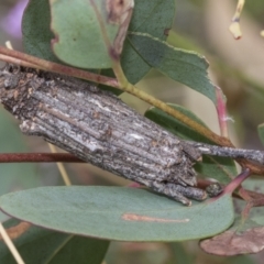 Clania ignobilis (Faggot Case Moth) at Hawker, ACT - 5 Jan 2021 by AlisonMilton
