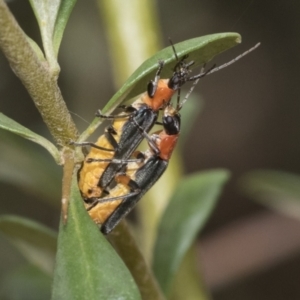 Chauliognathus tricolor at Hawker, ACT - 6 Jan 2021