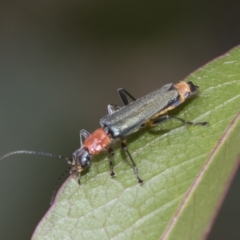 Chauliognathus tricolor at Hawker, ACT - 6 Jan 2021 09:00 AM