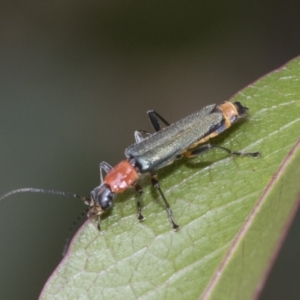 Chauliognathus tricolor at Hawker, ACT - 6 Jan 2021 09:00 AM