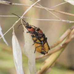 Chauliognathus tricolor at Hawker, ACT - 6 Jan 2021