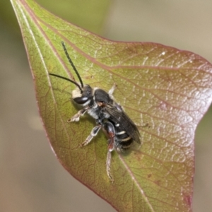 Lipotriches (Austronomia) australica at Hawker, ACT - 6 Jan 2021