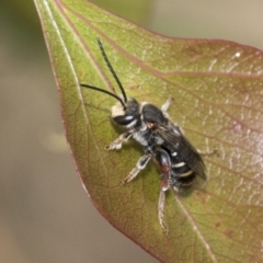 Lipotriches (Austronomia) australica at Hawker, ACT - 6 Jan 2021