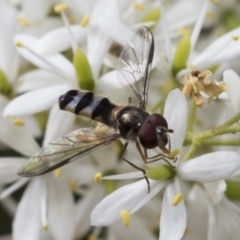Syrphini sp. (tribe) (Unidentified syrphine hover fly) at Hawker, ACT - 5 Jan 2021 by AlisonMilton
