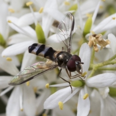 Syrphini sp. (tribe) (Unidentified syrphine hover fly) at The Pinnacle - 5 Jan 2021 by AlisonMilton