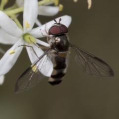 Syrphini (tribe) at Hawker, ACT - 6 Jan 2021 09:20 AM