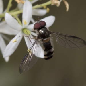 Syrphini sp. (tribe) at Hawker, ACT - 6 Jan 2021