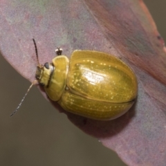 Paropsisterna cloelia at Hawker, ACT - 6 Jan 2021