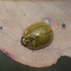 Paropsisterna cloelia at Hawker, ACT - 6 Jan 2021