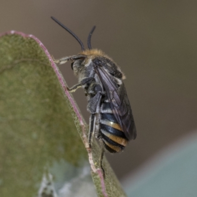 Lipotriches (Austronomia) australica at The Pinnacle - 5 Jan 2021 by AlisonMilton