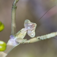 Archimantis latistyla (Stick Mantis, Large Brown Mantis) at Hawker, ACT - 6 Jan 2021 by AlisonMilton