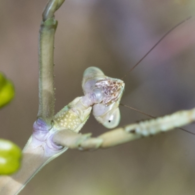 Archimantis latistyla (Stick Mantis, Large Brown Mantis) at Hawker, ACT - 5 Jan 2021 by AlisonMilton