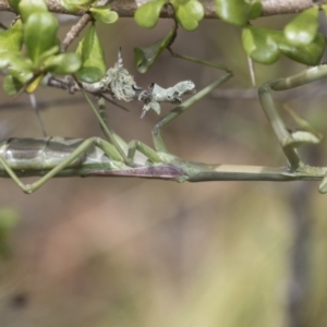 Archimantis latistyla at Hawker, ACT - 6 Jan 2021 10:20 AM