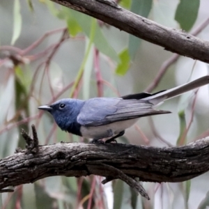 Myiagra rubecula at Hawker, ACT - 6 Jan 2021