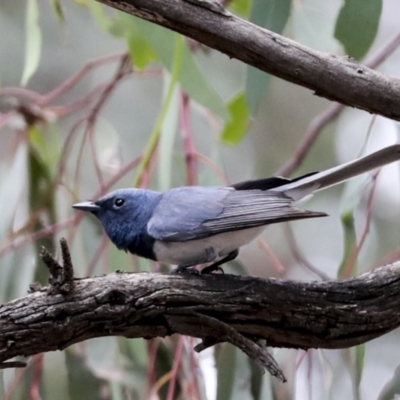 Myiagra rubecula (Leaden Flycatcher) at The Pinnacle - 6 Jan 2021 by AlisonMilton