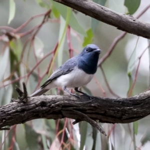 Myiagra rubecula at Hawker, ACT - 6 Jan 2021