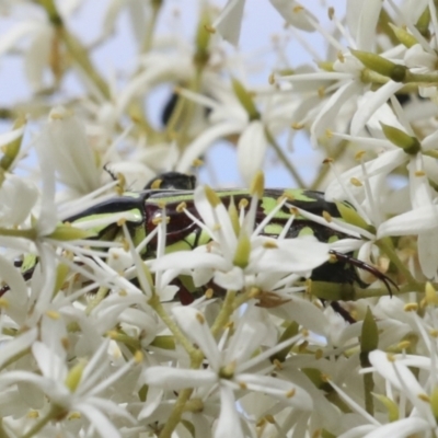 Eupoecila australasiae (Fiddler Beetle) at Hawker, ACT - 6 Jan 2021 by AlisonMilton