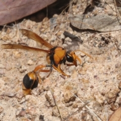 Delta bicinctum (Potter wasp) at Hawker, ACT - 5 Jan 2021 by AlisonMilton