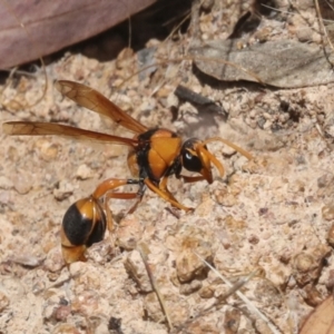 Delta bicinctum at Hawker, ACT - 6 Jan 2021 10:54 AM