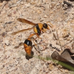 Delta bicinctum at Hawker, ACT - 6 Jan 2021 10:54 AM