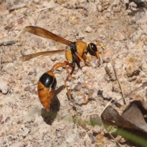 Delta bicinctum at Hawker, ACT - 6 Jan 2021 10:54 AM