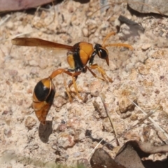 Delta bicinctum at Hawker, ACT - 6 Jan 2021 10:54 AM