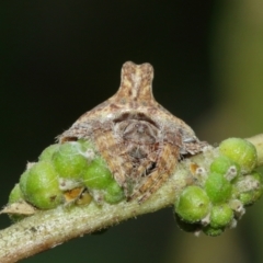 Dolophones turrigera (Turret spider) at Acton, ACT - 8 Jan 2021 by TimL