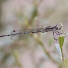 Austrolestes leda (Wandering Ringtail) at The Pinnacle - 5 Jan 2021 by AlisonMilton