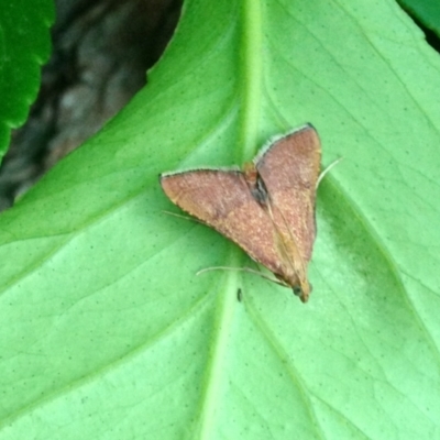 Endotricha pyrosalis (A Pyralid moth) at Aranda, ACT - 8 Jan 2021 by KMcCue