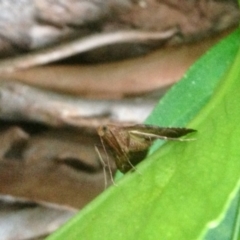 Endotricha pyrosalis at Aranda, ACT - 8 Jan 2021