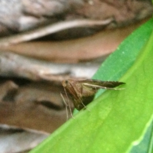 Endotricha pyrosalis at Aranda, ACT - 8 Jan 2021