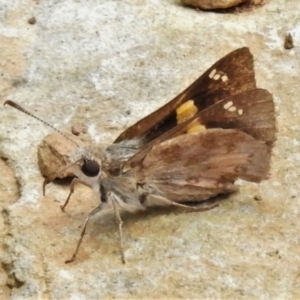 Trapezites phigalioides at Paddys River, ACT - 8 Jan 2021 03:03 PM