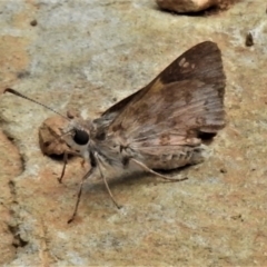 Trapezites phigalioides at Paddys River, ACT - 8 Jan 2021 03:03 PM