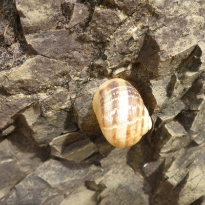 Cornu aspersum (Common Garden Snail) at Pialligo, ACT - 1 Mar 2017 by JanetRussell