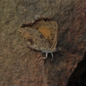 Paralucia aurifera at Cotter River, ACT - 8 Jan 2021