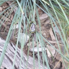 Eupoecila australasiae (Fiddler Beetle) at Albury, NSW - 8 Jan 2021 by ClaireSee