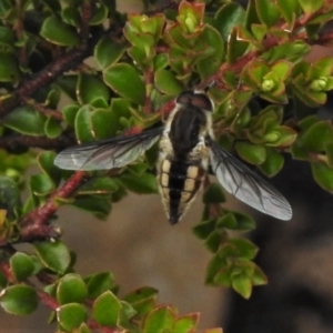 Trichophthalma nicholsoni at Paddys River, ACT - 8 Jan 2021