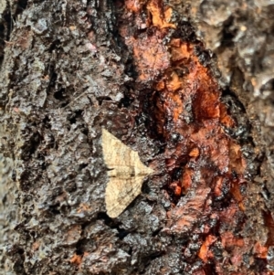 Phrissogonus laticostata at Murrumbateman, NSW - 3 Jan 2021 03:34 PM