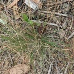 Poa sieberiana at Hackett, ACT - 8 Jan 2021