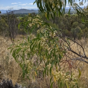 Acacia implexa at Hackett, ACT - 8 Jan 2021