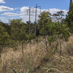 Acacia implexa at Hackett, ACT - 8 Jan 2021