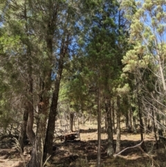 Callitris endlicheri (Black Cypress Pine) at Hackett, ACT - 8 Jan 2021 by abread111