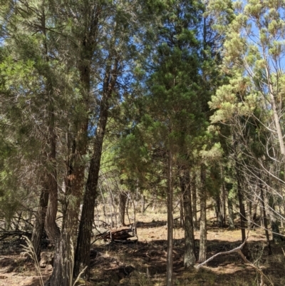 Callitris endlicheri (Black Cypress Pine) at Hackett, ACT - 8 Jan 2021 by abread111