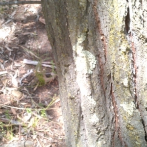 Callitris endlicheri at Hackett, ACT - 8 Jan 2021 03:52 PM